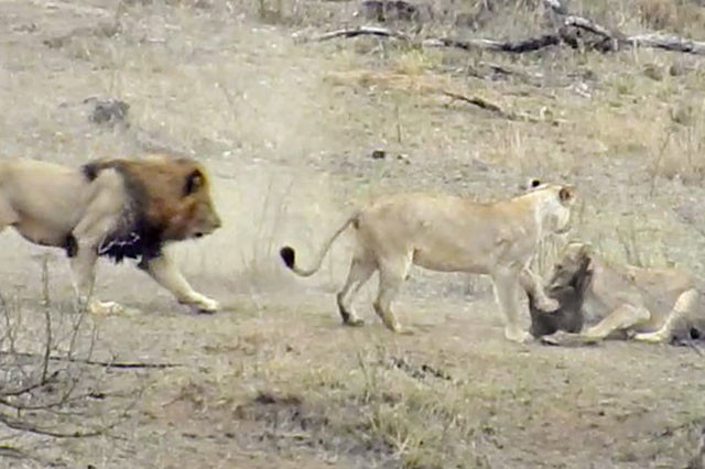 Sư tử đực lao tới cướp mồi của sư tử cái.