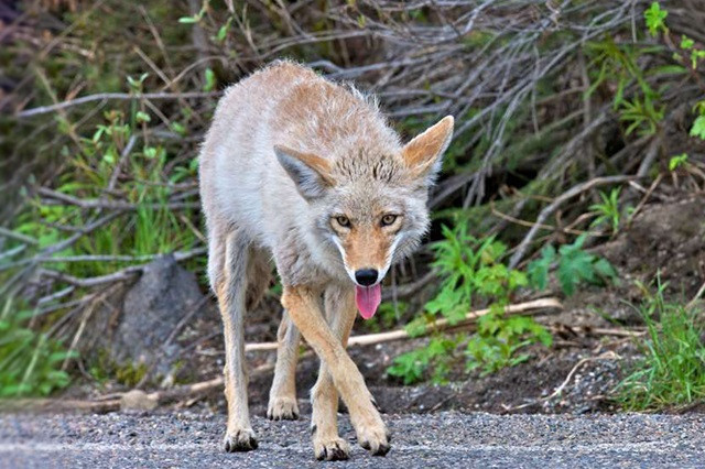 Cận cảnh màn săn vịt trời của chó hoang Bắc Mỹ 