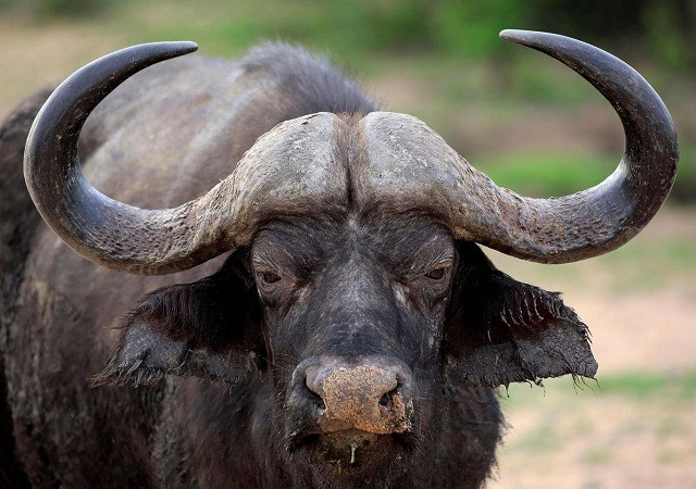 Màn quyết đấu không khoan nhượng của trâu rừng châu Phi