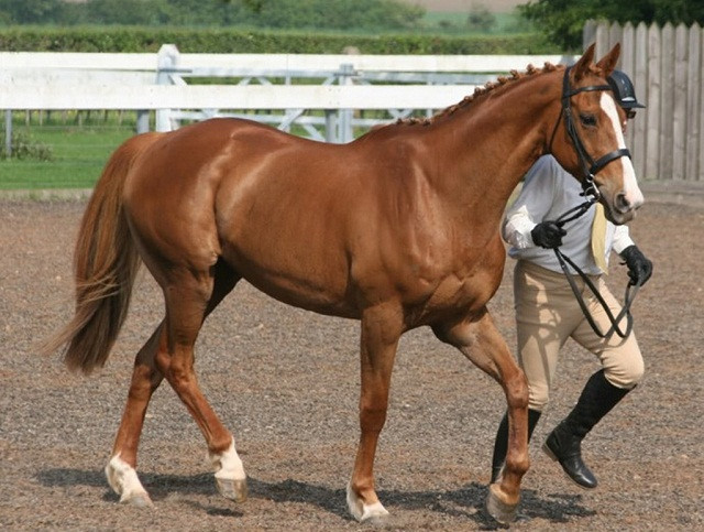 Những con vật đắt nhất thế giới (phần 2)