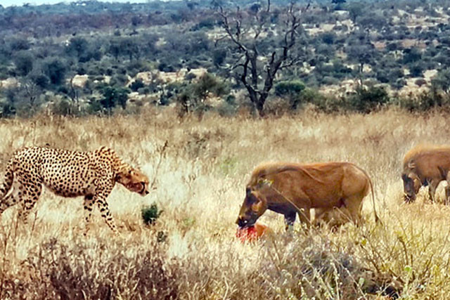 Báo săn đối đầu lợn bướu.