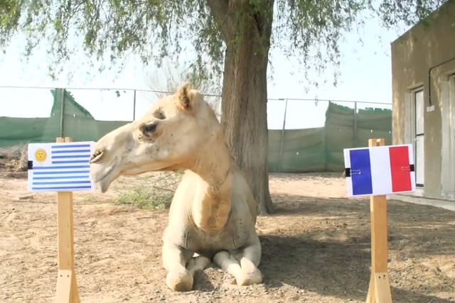 Lạc đà Shaheen dự đoán Pháp sẽ gục ngã trước Uruguay.