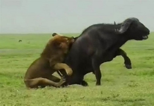 Sư tử đực phô diễn kỹ thuật săn mồi siêu đẳng 