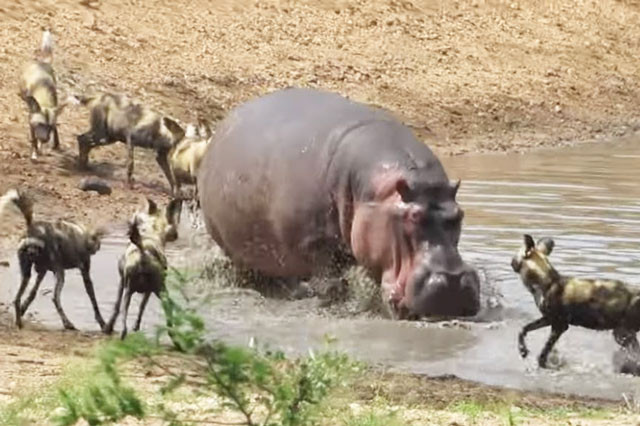  Đàn chó hoang liều lĩnh cướp mồi của hà mã