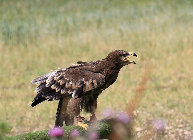 Đặc điểm ngoại hình của đại bàng thảo nguyên