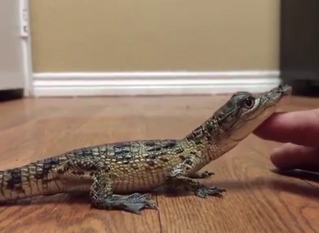 Cá sấu non siêu dễ thương, phát ra âm thanh giống cún con