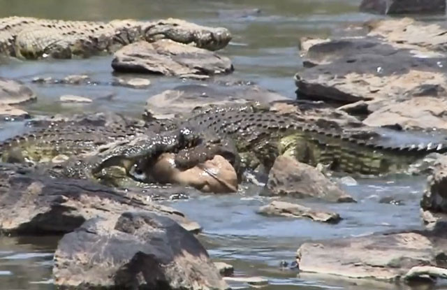 Vượt sông, linh dương con bị cá sấu xé xác