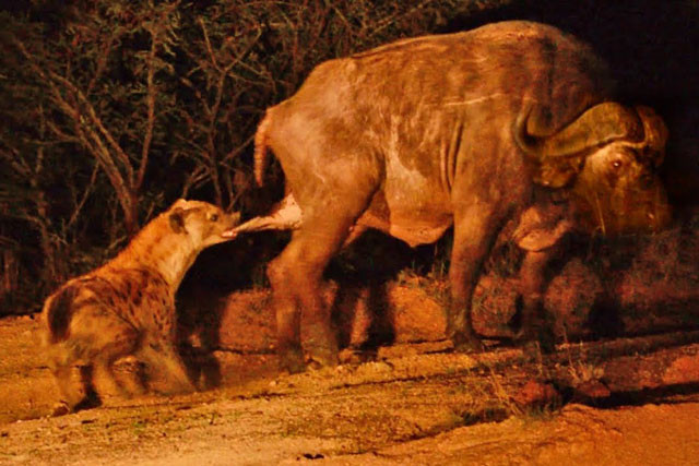 Con linh cẩu cắn vào "chỗ hiểm" của chú trâu rừng.