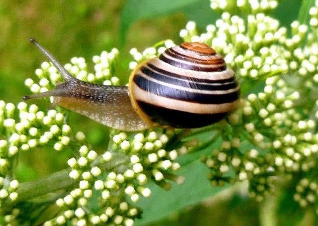 Top 10 loài động vật chậm chạp nhất thế giới tự nhiên