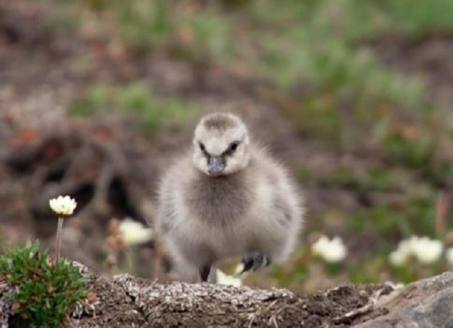 Hải âu non đối đầu với hoàn cảnh khắc nghiệt 
