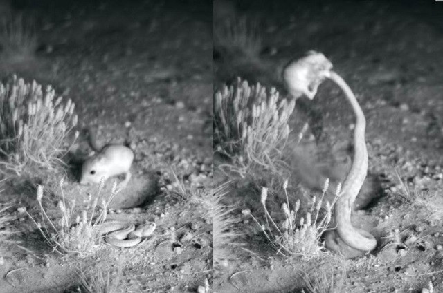 Chuột nhảy 'song phi' đá văng rắn đuôi chuông kịch độc