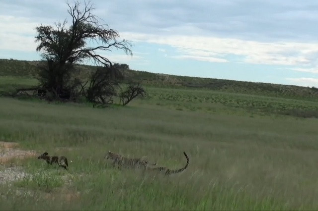 Thoát chết một lần, chó rừng vẫn không thoát khỏi cửa tử