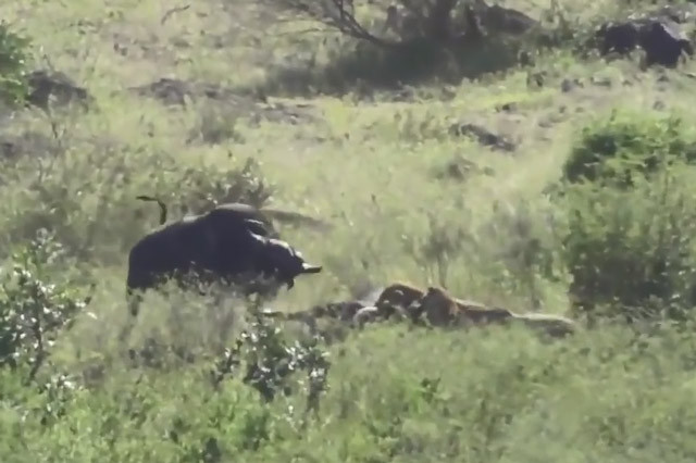 Trâu rừng tấn công bầy sư tử giải cứu đồng loại và 'cái kết đắng'