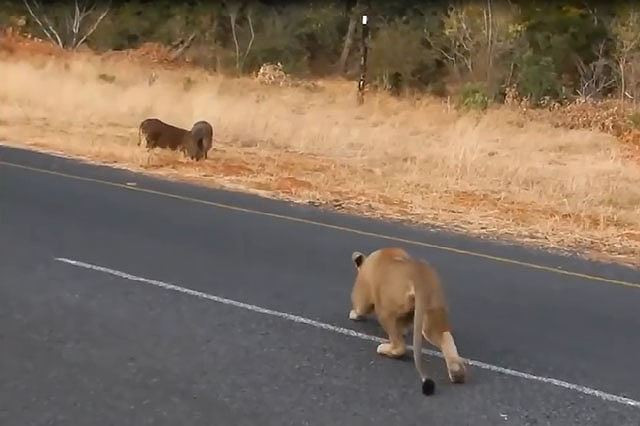 Thiếu cảnh giác, lợn rừng bị sử tử hạ sát trong ‘chớp mắt’