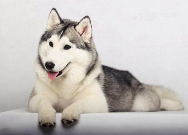 Những đặc điểm về ngoại hình và hành vi của giống chó Husky