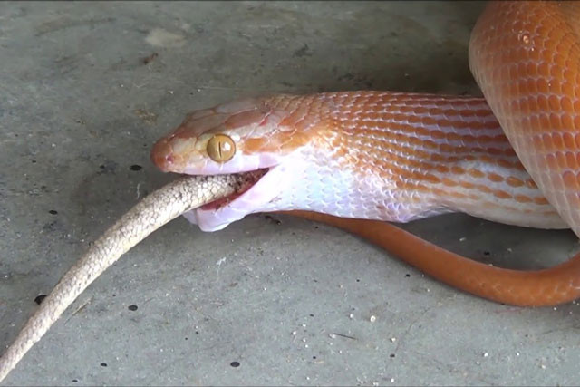 VIDEO: Rắn ăn tươi nuốt sống tắc kè