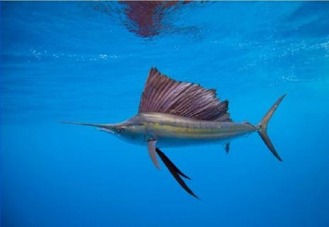 Đàn cá cờ vừa đổi màu vừa săn mồi