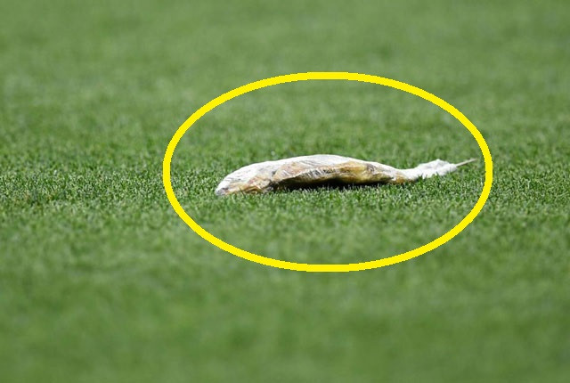 CĐV ném cá chết xuống sân ở bán kết Croatia - Anh