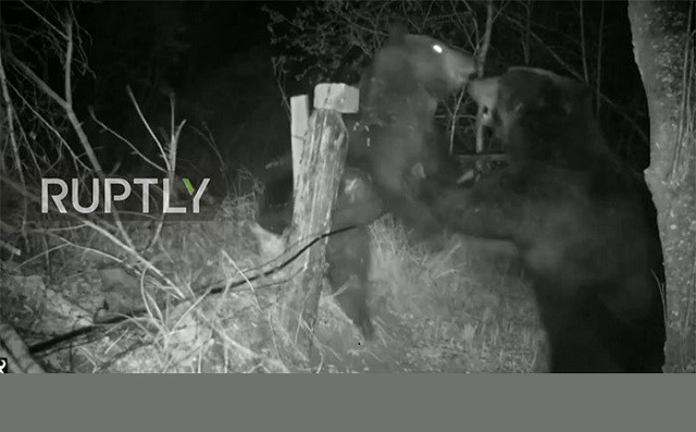 Đại chiến khu bảo tồn, gấu phá hỏng hệ thống máy quay