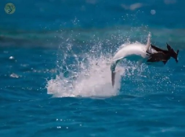 Kỳ lạ: Chim biển trở thành mồi ngon của cá