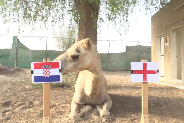 Lạc đà Shaheen dự đoán Anh sẽ là đội bại trận trước Croatia.
