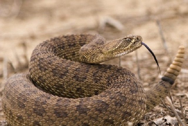 Rắn đuôi chuông nhận cái kết ‘đắng’ khi đi vào ổ cá sấu 