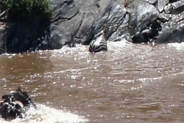 Ngựa vằn bị hà mã tấn công bất ngờ.