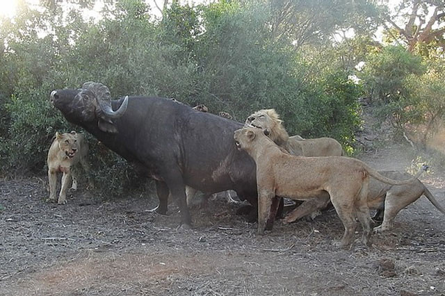 Bầy sư tử cùng nhau hạ sát trâu rừng.