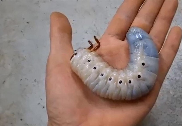 Tận mục quá trình lột xác của bọ cánh cứng khổng lồ