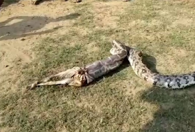 Hãi hùng cảnh trăn khổng lồ nôn ra dê 