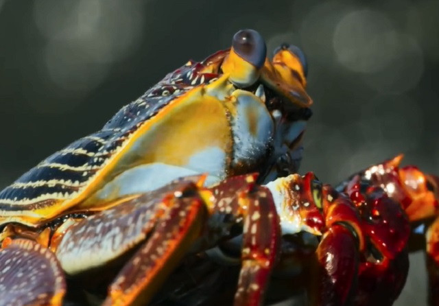 Nghẹt thở với 2 lần thoát chết thần kỳ của cua biển