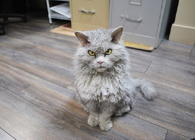 Những chú mèo có gương mặt “biểu cảm” nhất thế giới 