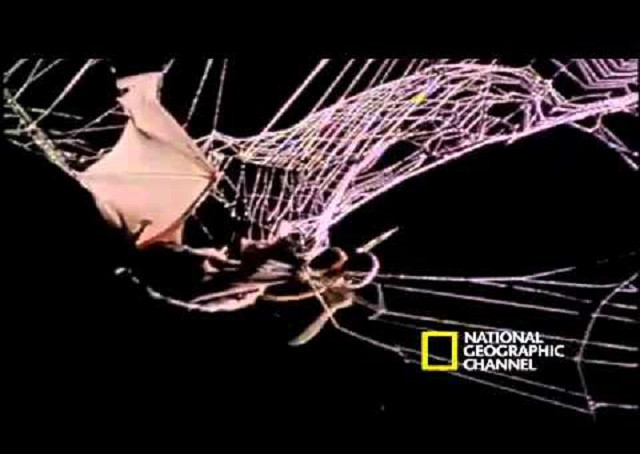 Dơi trở thành một ngon cho nhện độc