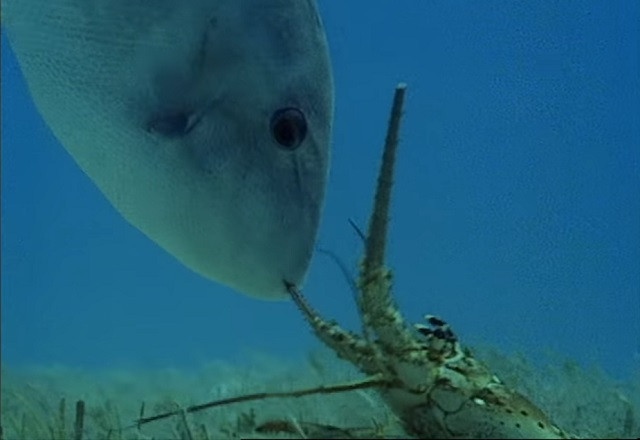 Cá bò tấn công đàn tôm hùm khổng lồ