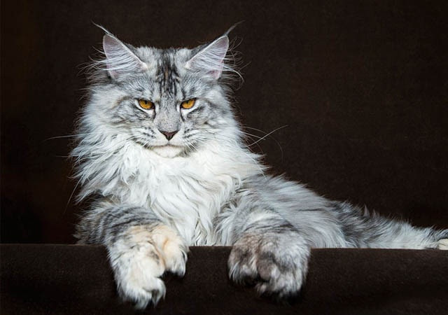 Những giống mèo đẹp và độc đáo nhất thế giới