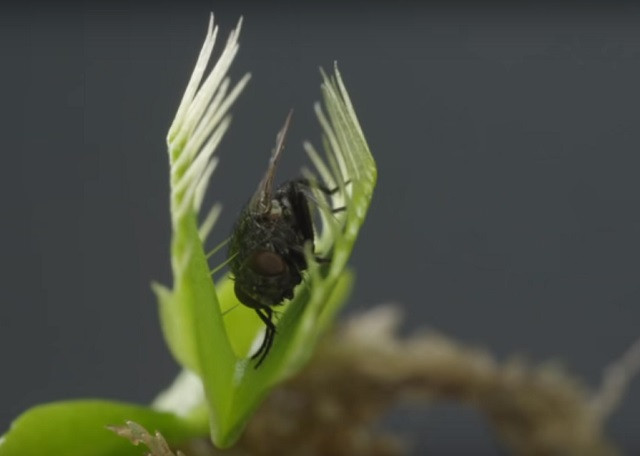 Cận cảnh màn ăn thịt ruồi của cây bẫy kẹp