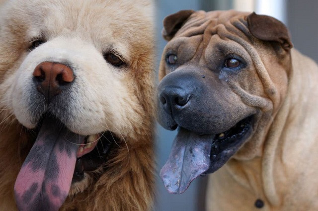Những sự thật bất ngờ và thú vị về loài chó 