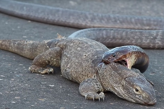 Rắn hổ mang đại chiến kỳ nhông ngay trên đường 