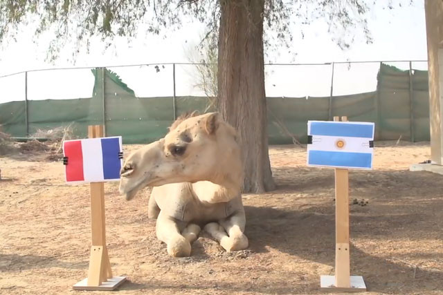 Lạc đà Shaheen dự đoán Pháp sẽ hạ gục Argentina.