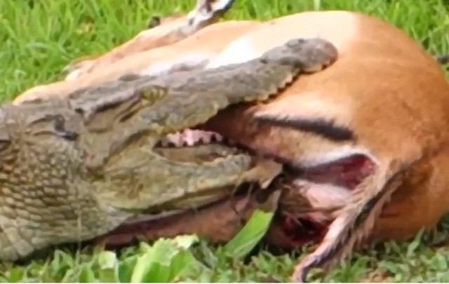 Kẹt trong hàm cá sấu, linh dưỡng vẫn phản đòn và thoát chết kỳ diệu