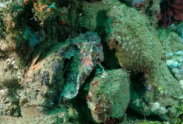 Cá mặt quỷ ẩn mình tài tình dưới đáy biển