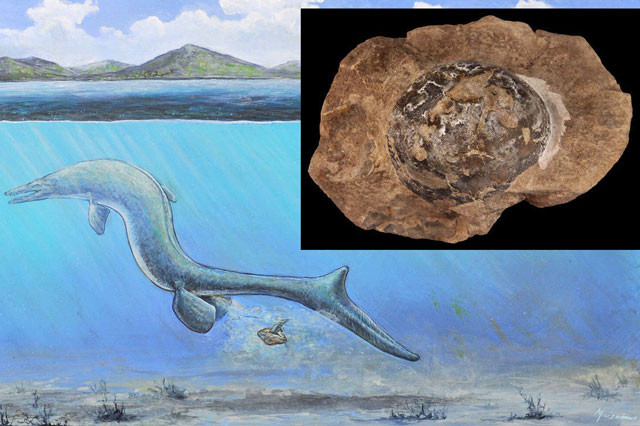 Các nhà khoa học cho rằng, quả trứng được tìm thấy có thể là của loài Thương long.