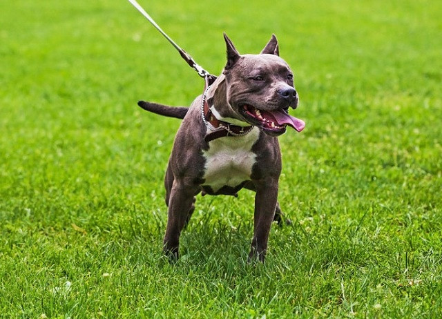 Top 11 giống chó hung hăng nhất thế giới (Phần 1)