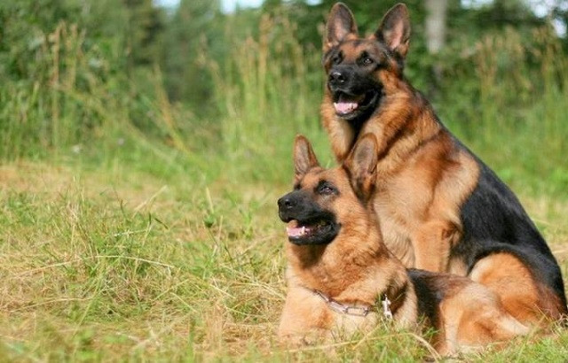 Nguồn gốc của giống chó Berger Đức