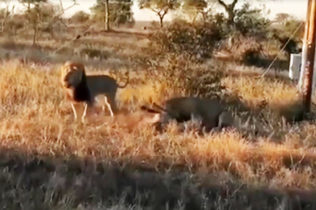 Giành mồi với sư tử, linh cẩu trả giá bằng cả tính mạng