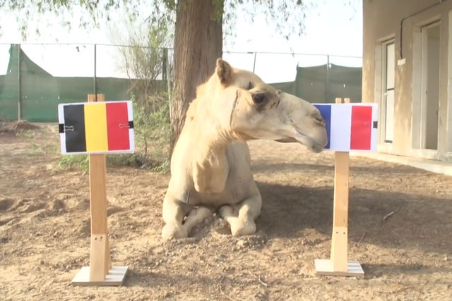 Tiên tri lạc đà dự đoán Pháp sẽ đánh bại Bỉ.