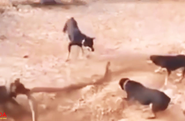 VIDEO: Những màn giao đấu ác liệt giữa cho với rắn, trăn