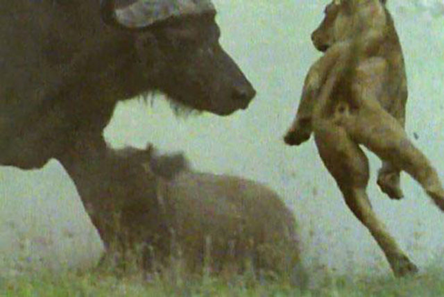 Trâu rừng húc sư tử.