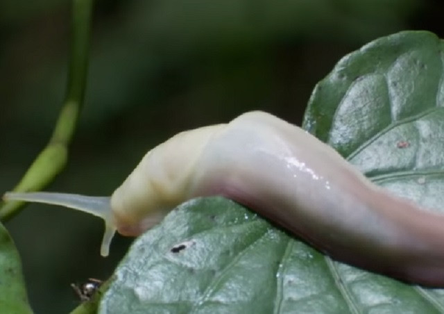 Kinh hãi, kiến tài xế tấn công và ăn thịt ốc sên