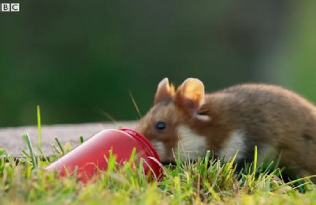 Chuột Hamster háu ăn tìm được bữa tiệc thịnh soạn trong nghĩa trang 